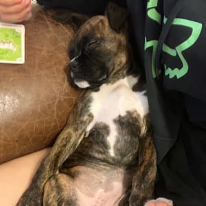Picture of Indie