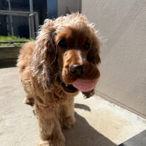 Picture of Maple