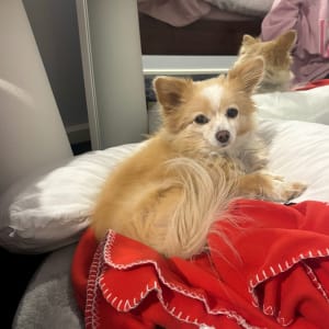 Picture of Ivy