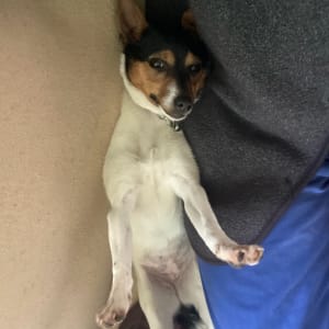 Picture of Pippa