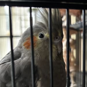 Picture of Tiki