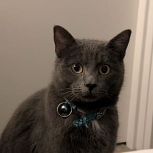 Picture of Mochi