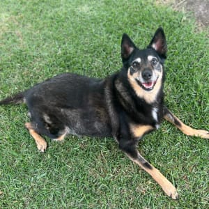 Picture of Luna