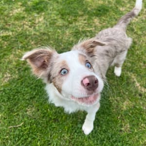 Picture of Puppy