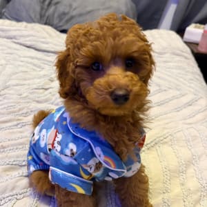 Picture of Milo
