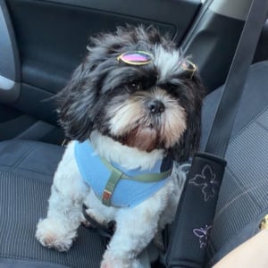 Picture of Bruno