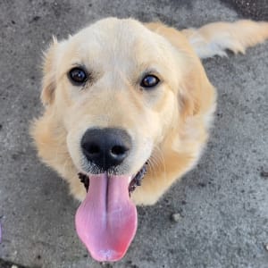 Picture of Hazel