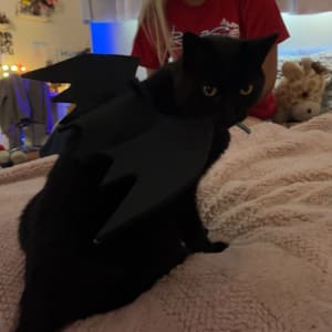 Picture of Shadow