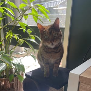 Picture of Penny