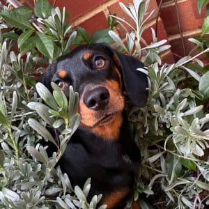 Picture of Alfie