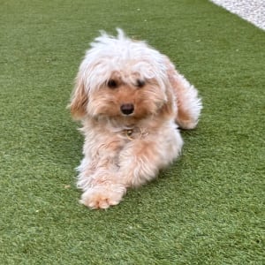 Picture of Bella