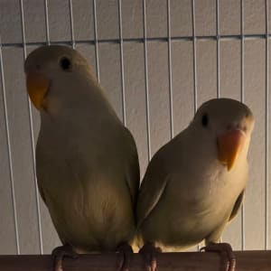 Picture of Allan and Ruth
