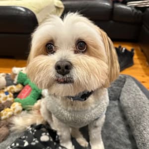 Picture of Archie