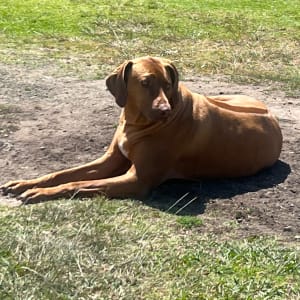 Picture of Hank