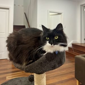 Picture of Clover