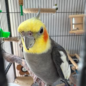 Picture of Billy