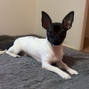 Picture of Stella