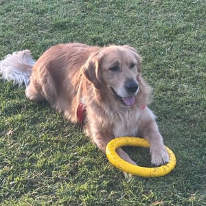 Picture of Monty