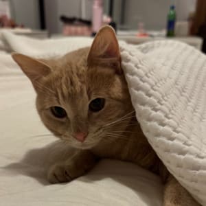 Picture of Nala