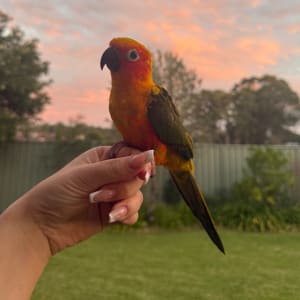 Picture of Pippin