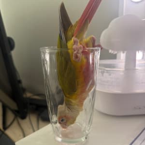 Picture of Mango