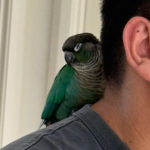 Picture of Pablo