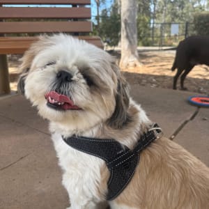 Picture of Bella
