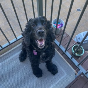 Picture of Alfie