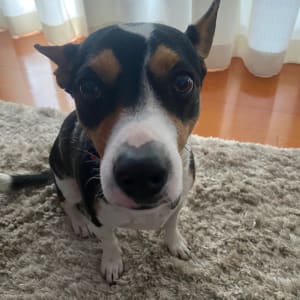 Picture of Rusty