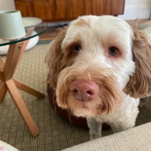 Picture of Sunny