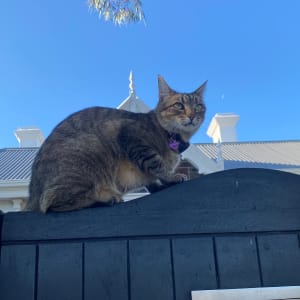 Picture of Peanut