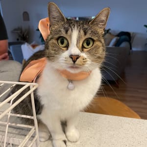 Picture of Piper