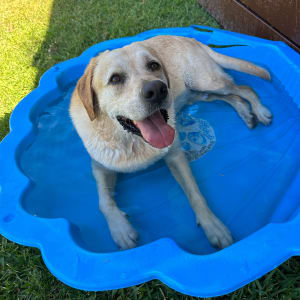 Picture of Archie