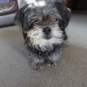 Picture of Nala
