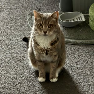 Picture of Millie