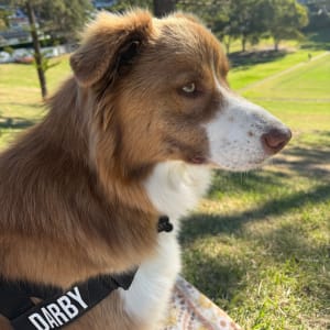 Picture of Darby