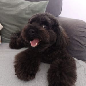 Picture of Ziggy