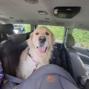Picture of Mintie