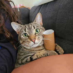 Picture of Skittles