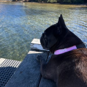 Picture of Daisy