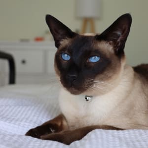 Picture of Kiamuki