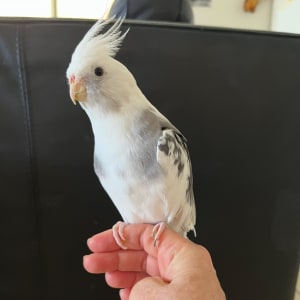 Picture of Stormy