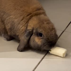Picture of Moo