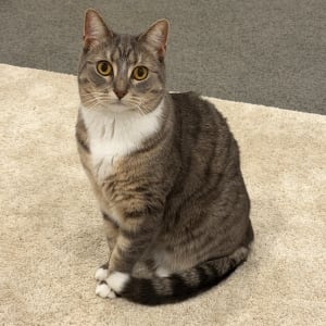Picture of Shiv