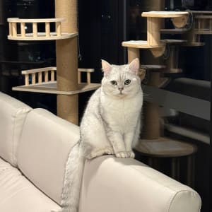 Picture of Moji