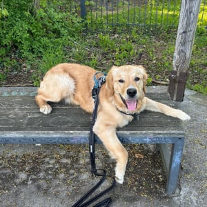 Picture of Buddy