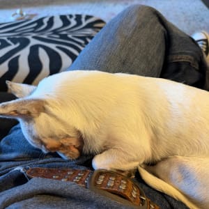 Picture of Tiny