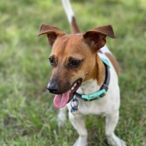 Picture of Pip