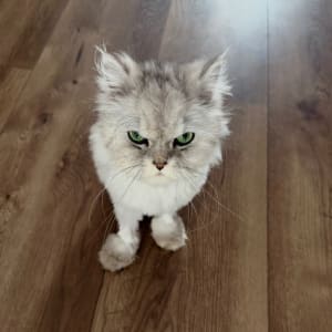 Picture of Amos