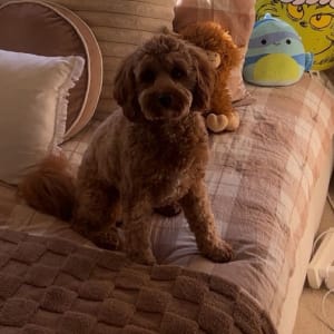 Picture of Ziggy